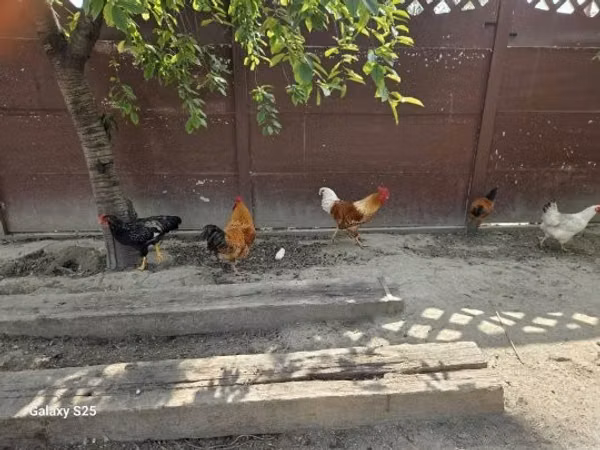 Chickens — Hangari