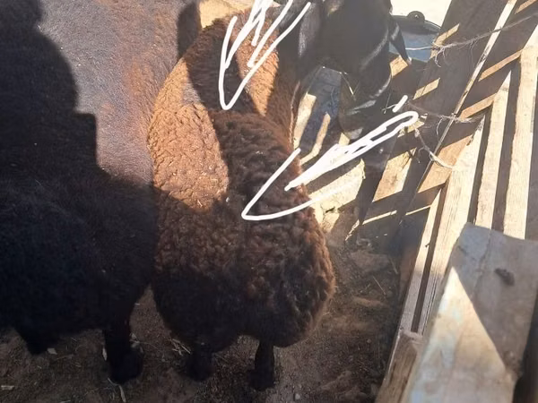 Sheep, Sheep