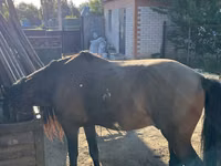 اسب نر, Kazakh horse — عکس 3