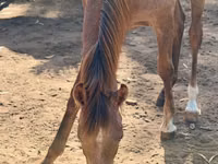 घोड़ी, Arabian horse — फ़ोटो 1