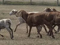 Ovan, Hissar sheep — fotografija 5