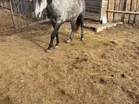 Horse (M), Horses — photo 2