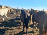 Kuda betina, Horses — foto 3