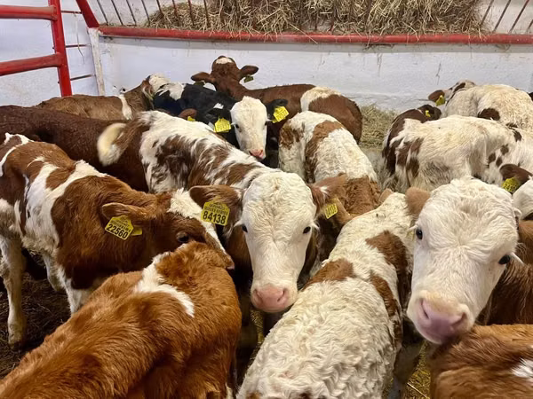 Cattle (batch, sex not specified), Simmental cattle
