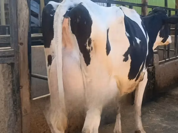 गाय, गोलस्टीन नस्ल