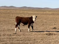 Toro, Mucca kazaka a testa bianca — foto 4