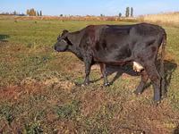 Cow, Alatau breed — photo 4