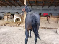 گھوڑا, Thoroughbred horse — تصویر 3