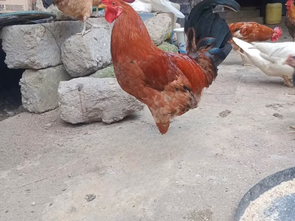Chickens — Kenya