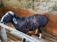 Kambing jantan, Sheep — foto 2