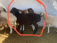 Ram, Sheep — photo 2