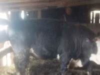 雄牛, Swiss cattle — 写真 2
