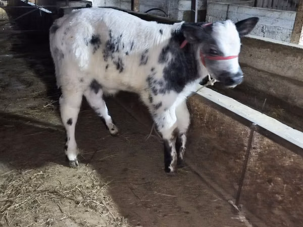 Bull, Belgian Blue