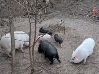 Porcs (lot, sexe non indiqué) — photo 3