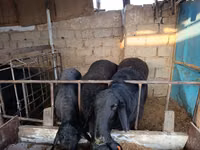 Sheep (batch, sex not specified), Blackheaded Persian sheep — photo 5