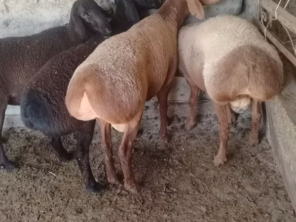 Ram, Arashan sheep — Uzbekistan
