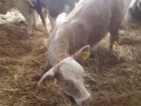 Goveda (partija, pol nije naveden), Simmental cattle — fotografija 5