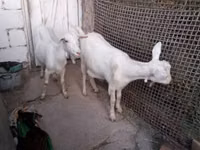 Ged, Saanen goat — foto 3