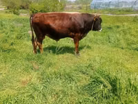 Bull, Swiss cattle — photo 2