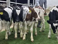 Lo’ (xirmo, jins lama sheegin), Simmental cattle — sawirka 3