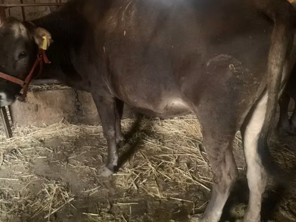 Cow, Cattle — Kyrgyzstan