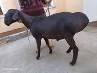 قوچ, Hissar sheep — عکس 3