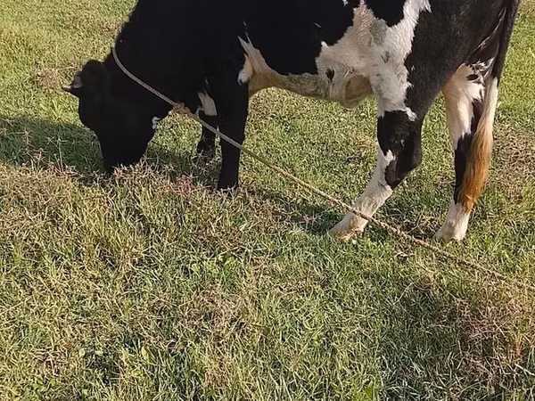 گاو ماده, Russian Black pied cattle