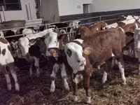 सांड, Simmental cattle — फ़ोटो 6