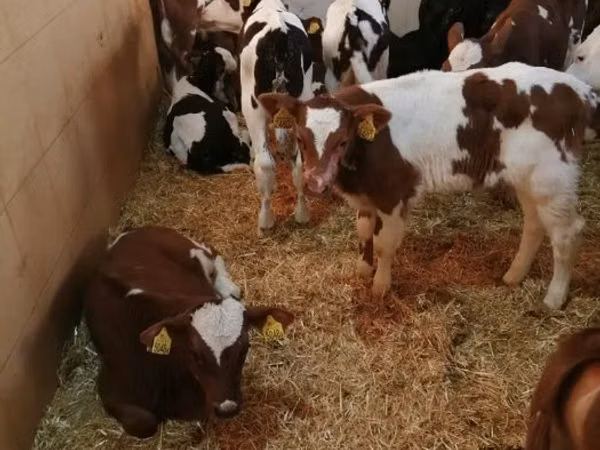 گاو و گوساله (گروه، جنسیت مشخص نشده), Simmental cattle