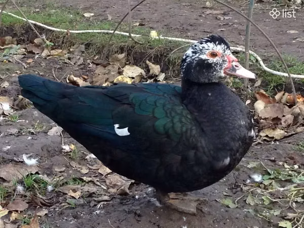 Ducks — Armenia