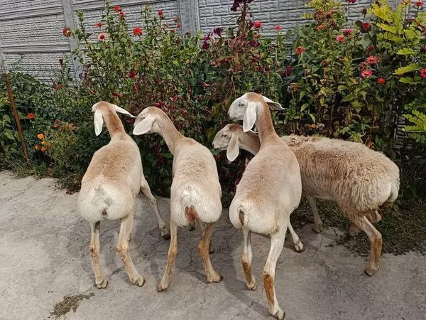 Sheep, Sheep — Kyrgyzstan