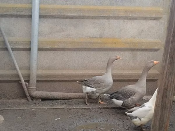 Geese — Ungaria