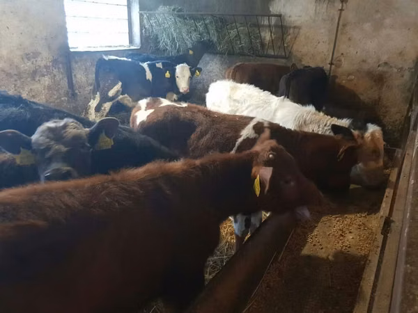 Toro, Bovini