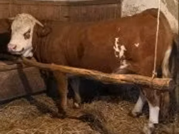 Krava, Simmental cattle