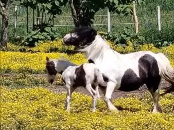 اسب نر, Gypsy horse