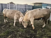 Boğa, Charolais cattle — foto 3