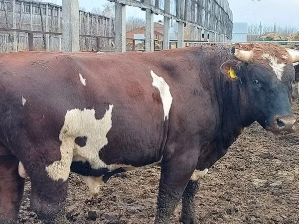 Ցուլ, Simmental cattle