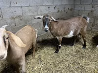 بز ماده, Kamori goats — عکس 4