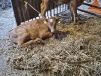 Banteng, Cattle — foto 1
