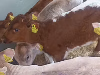 Sığır (parti, cinsiyet belirtilmedi), Simmental cattle — foto 4