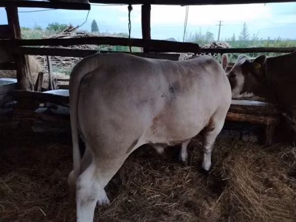 황소, Charolais cattle