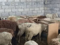 میش, گوسفند — عکس 7