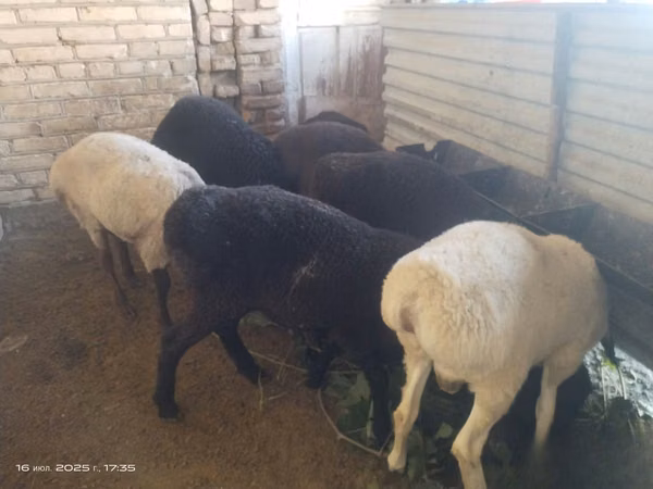Ram, Sheep — Uzbekistan