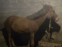 Kuda betina, Horses — foto 4