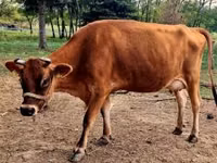 Ng'ombe jike, Jersey breed — picha 3
