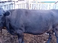 Cow, Swiss cattle — photo 2