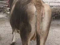 雌牛, Swiss cattle — 写真 8
