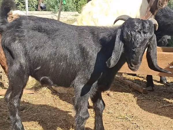 Billy Goat, Anatolian Black goats — Azerbaijan