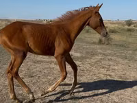 Horse (M), Arabian horse — photo 3