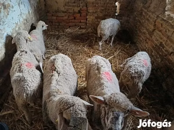 Sheep, Sheep — Hungary